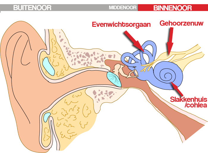 binnenoor